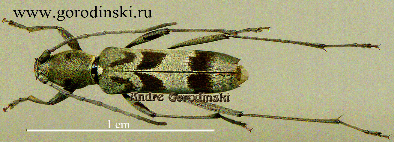 http://www.gorodinski.ru/cerambyx/Demonax sp.1.jpg